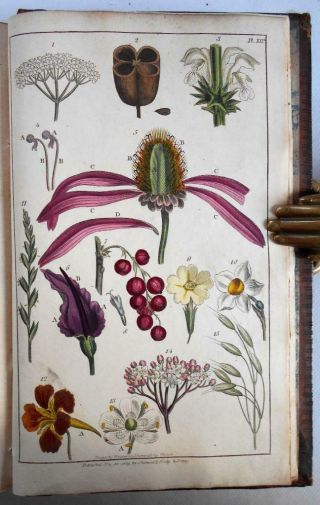 1810 James Lee Science Of Botany Natural History Linnaeus 12 Colour Plates