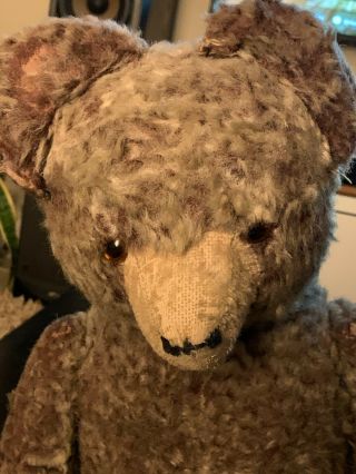Vintage Antique Mohair Steiff Teddy Bear with Growler 1920s Jointed Excelsior 2