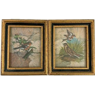 Vintage Sommal P.  Framed Bird Print Set Of 2 Framed Leaves