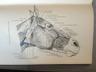 Charnock Bradley,  The Anatomy Of The Horse 3 Vols,  1 Similar