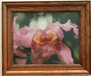 8 " X 10 " Vintage Photo Of Pink Orchid Close - Up,  Solid Oak Frame,  10½ " X 12½ "