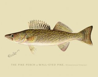 " The Pike Perch Or Wall - Eyed Pike " By Sherman Denton Art Print