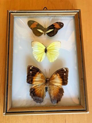 Vintage Framed 3 Real Butterfly Specimens Shadowbox Glass Picture Wall Hanging