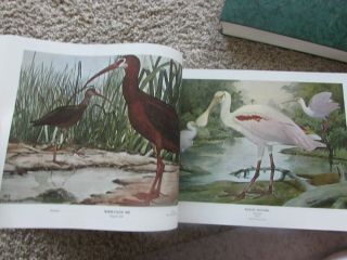Set 2 Birds And Trees Of North America Rex Brasher Mcgaw Vols 1 & 2 (1961 - 1962)
