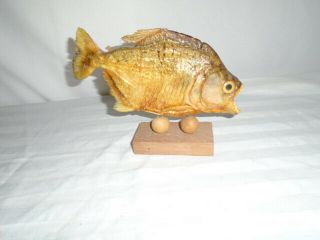Vintage Actual Piranha Fish Mount Taxidermy 8”