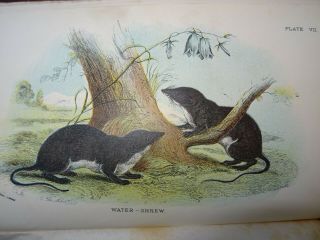 1896 A Handbook To The British Mammalia By Lydekker 32 Col Plts Zoology Bats ^
