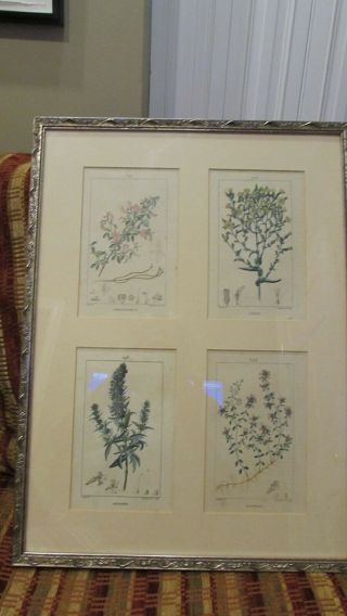 Framed And Matted Set Of 4 Botanical Drawings 15 ¼” By 20 ½”