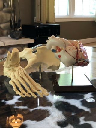 Anatomical Heart - Foot Skeleton And Hip - Vintage - Medical - Oddity