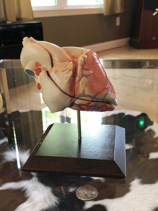 Anatomical Heart - Foot skeleton And Hip - Vintage - Medical - Oddity 2