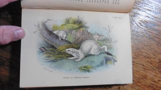 British Mammals Natural History 1896 With 32 Fine Colour Chromo Plates