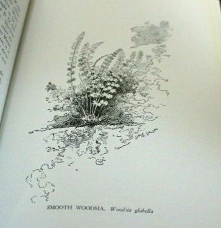 Our Ferns Their Haunts,  Habits,  And Folklore Illustrated By Willard N.  Clute