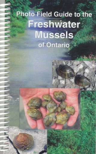 Photo Field Guide To The Freshwaters Mussels Of Ontario Uncommon
