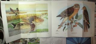1961 Cool Book Poster - Rex Brasher ' s Birds & Trees of North America,  Ephemera 2