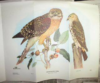 1961 Cool Book Poster - Rex Brasher ' s Birds & Trees of North America,  Ephemera 3