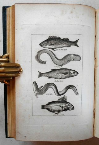 1798 Buffon Natural History Vol.  4 Birds Fish Insects Ichthyology 8 Plates