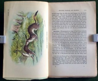 Lloyd’s Natural History,  Mammals Part Ii: Carnivores,  Rodents,  1896 11 Plates