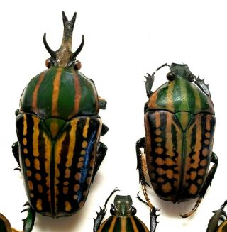 Mecynorrhina Savagei - Large A1 Pair - Cameroon