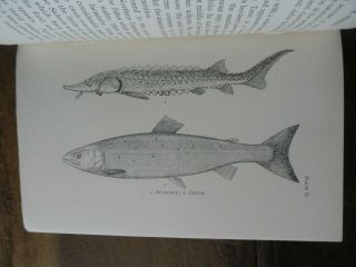 1911 Freshwater Fishes Of The British Isles 37 Plts By Regan Ichthyology @