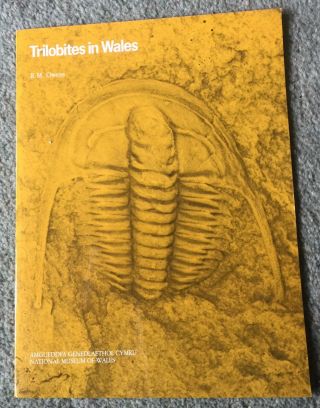 Trilobites In Wales - Fossils Cambrian Ordovician Silurian Palaeontology Museum