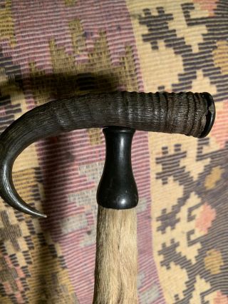 Antique Chamois Antelope Goat horn fur hoof wood walking stick hiking cane 36” 3
