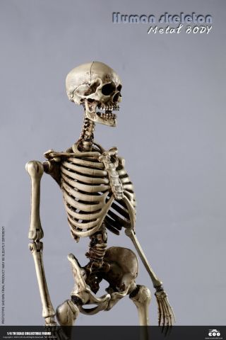 1/6 The Human Skeleton Huan Bones Body Model Coomodel 12 " Movable Action Figure
