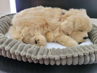 Perfect Petzzz Golden Retriever Breathing Dog And Accessories For Dementia