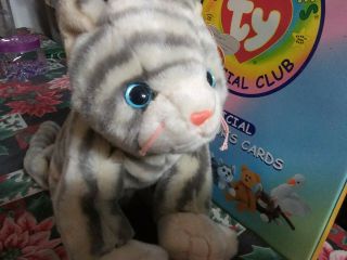 Rare Ty Beanie Buddy - 1999 " Silver " The Striped Cat (12 ") Nwt Made In Korea