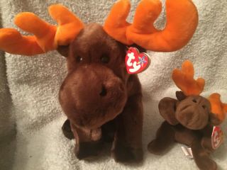 Set Of 2,  Ty Beanie Buddy & Baby - Chocolate The Moose (10 Inch) - Mwmts