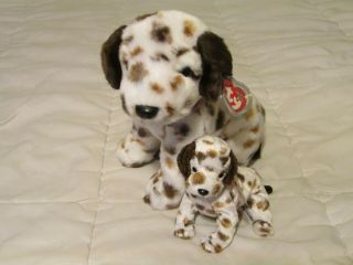 Bo The Brown Spotted Dalmation Ty Beanie Baby And Buddy Dog