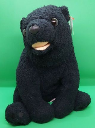 Ty 2001 Cinders The Black Bear Beanie Buddy - With Tags