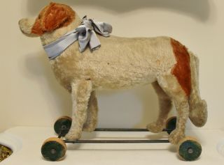 Antique Steiff St.  Bernard Dog Pull Toy On Wheels Button In Ear 16 " Large Size