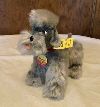 Vintage Steiff Snobby Poodle Dog With Ear Tag,  Collar And Name Tag