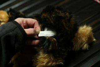 Webkinz Signature Short Haired Yorkie - Stuffed Animal Plush EUC - No Code 3