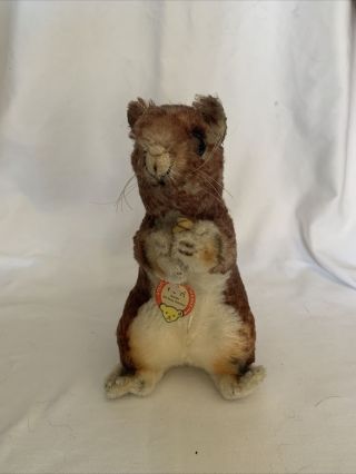 Vintage Steiff “perri” Squirrel Mohair Chest Tag With Name