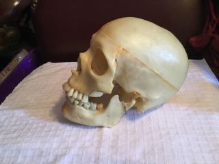 [rare] Vintage 1970,  S Revell Human Skull Model - Very Realistic