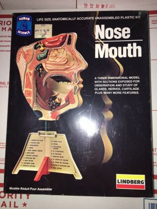Vintage Lindberg Life Size Nose Mouth 3d Model Kit 1339 / 1982