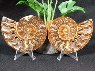 A Big Split And Polished Ammonite Fossil With Stands 193gr