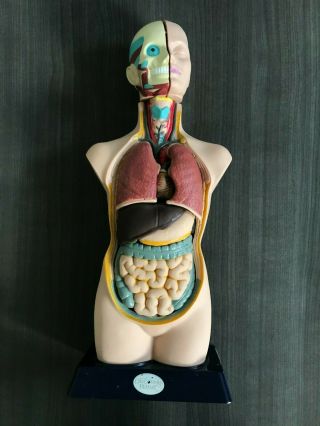 Human Torso Anatomically Correct Model Kit & Human Body Book