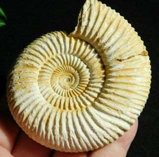 A Big 100 Natural White Ribbed Ammonite Fossil From Madagascar 197gr