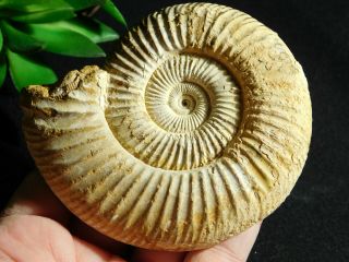 A Big 100 Natural White Ribbed Ammonite Fossil From Madagascar 214gr