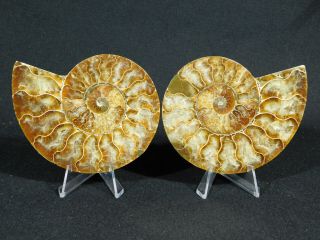A Big Cut And Polished Cretaceous Era Ammonite Fossil With Stands 246gr