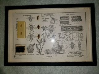 Vintage Life Cycle Of The Honey Bee Model