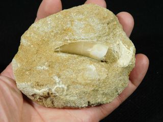 A 100 Natural S.  Maroccanus Spinosaurus Tooth Fossil From Morocco 223gr