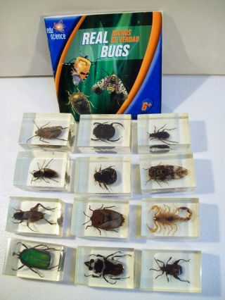 Edu Science Real Bugs In Resin With Full Color Insect Guide Book Educational