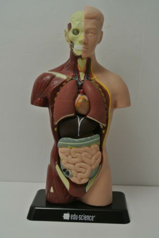 Edu Science Human Body Model Torso