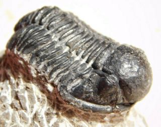 A 100 Natural Odontochile Sp.  ?? Trilobite Fossil From Morocco 59.  0gr