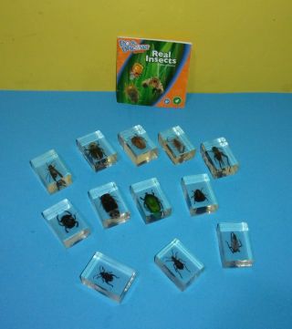 Toys R Us Do & Discover Real Insects In Cubes Edu Science