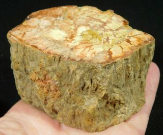 A Colorful Cut And Polished Petrified Wood Fossil From Madagascar 394gr