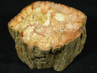 A Colorful Cut and Polished Petrified Wood Fossil From Madagascar 394gr 2