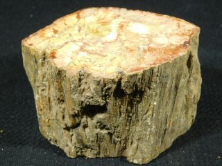 A Colorful Cut and Polished Petrified Wood Fossil From Madagascar 394gr 3